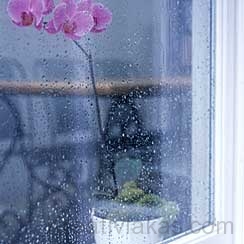 ablakban-orchidea