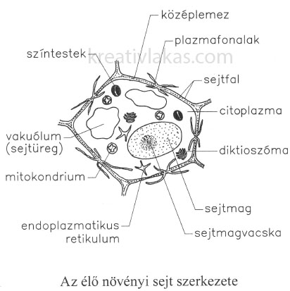 Növényi sejt szerkezete