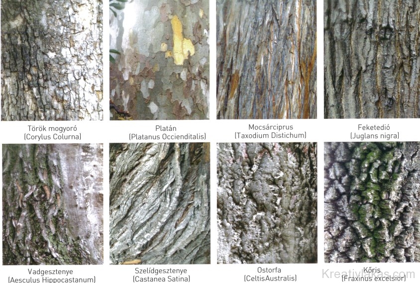 Különböző fafajták kérgének struktúrája és színe 1