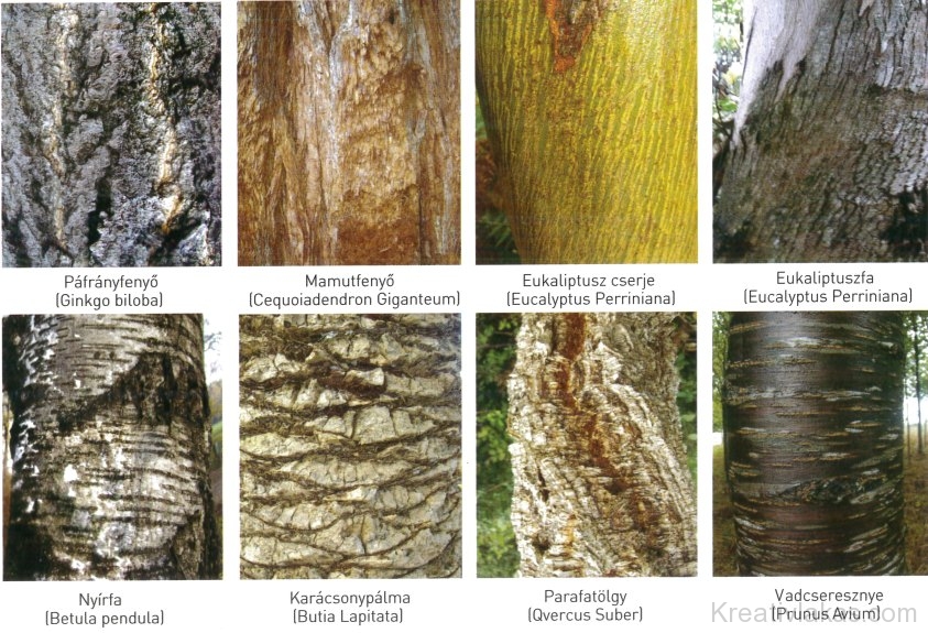 Különböző fafajták kérgének struktúrája és színe 2